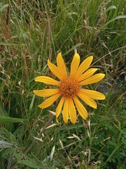 Tithonia tubaeformis