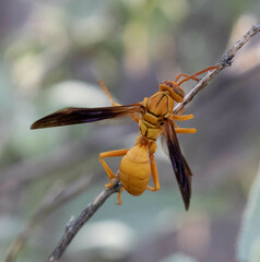 Polistes flavus