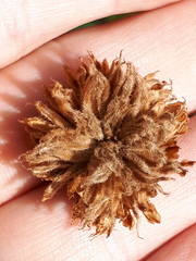 Andricus foecundatrix