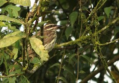 Myiodynastes maculatus