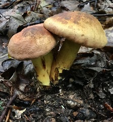 Cyanoboletus pulverulentus