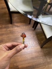 Hygrocybe