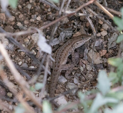 Uta stansburiana elegans