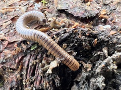 Cylindroiulus caeruleocinctus