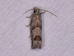 Pelochrista consobrinana