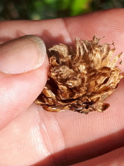 Andricus foecundatrix