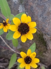 Sanvitalia procumbens