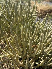Salicornia pacifica