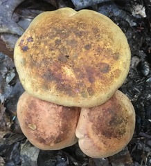 Cyanoboletus pulverulentus