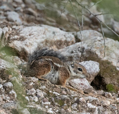 Ammospermophilus harrisii