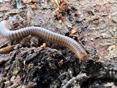 Cylindroiulus caeruleocinctus
