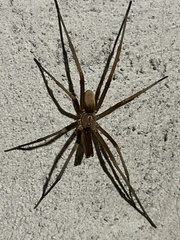 Kukulcania