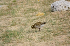 Pluvialis apricaria