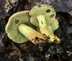 Cyanoboletus pulverulentus