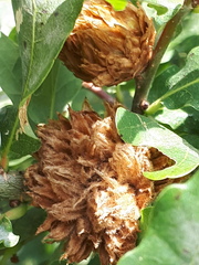 Andricus foecundatrix