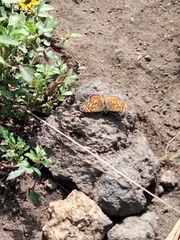 Phyciodes graphica