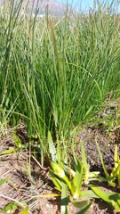 Trachyandra chlamydophylla