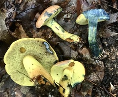 Cyanoboletus pulverulentus