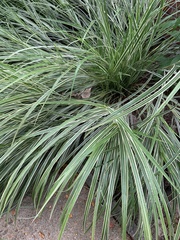 Miscanthus sinensis