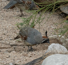 Callipepla gambelii