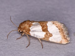 Schinia chrysellus