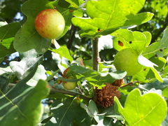 Andricus foecundatrix