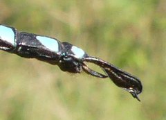 Aeshna constricta