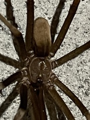Kukulcania