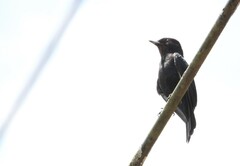 Knipolegus nigerrimus