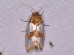 Schinia chrysellus