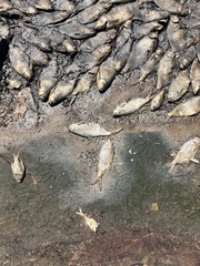 Dorosoma cepedianum