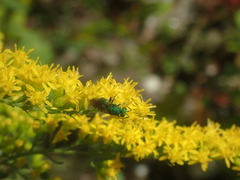 Chrysididae