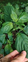 Perilla