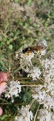 Ichneumonina