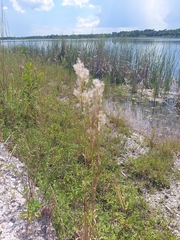 Andropogon glomeratus