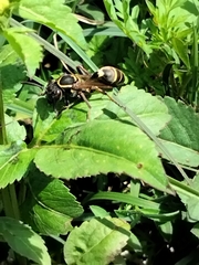 Polybia occidentalis