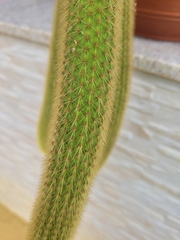 Cleistocactus winteri