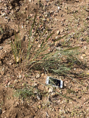 Elymus multisetus
