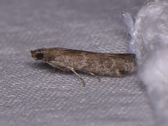 Phycitinae