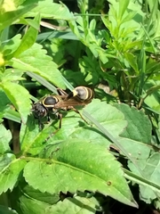 Polybia occidentalis