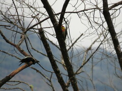 Melanerpes flavifrons