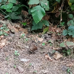 Troglodytes pacificus