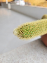 Cleistocactus winteri