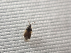 Anthocoridae