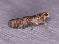 Sciota rubrisparsella