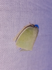 Flatidae