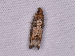 Epinotia