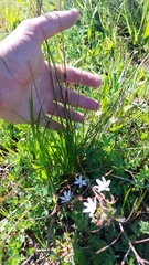 Trachyandra filiformis