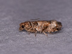 Epinotia