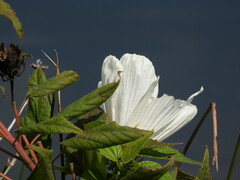 Hibiscus lasiocarpos